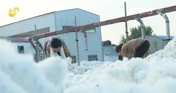 【山東三農新聞聯播】德州武城:種棉有補貼 棉農增收多